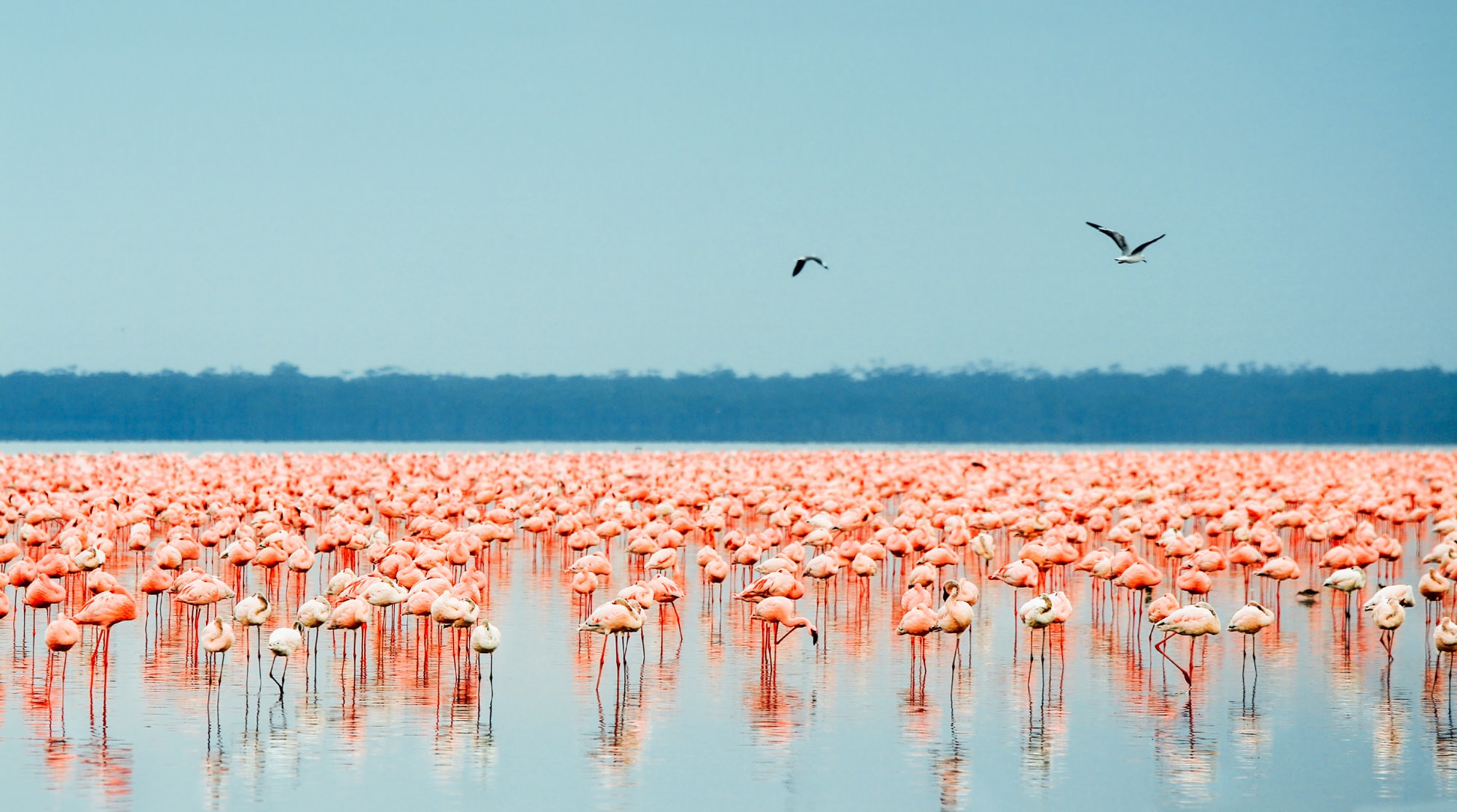 Experience a birdwatching adventure in Africa